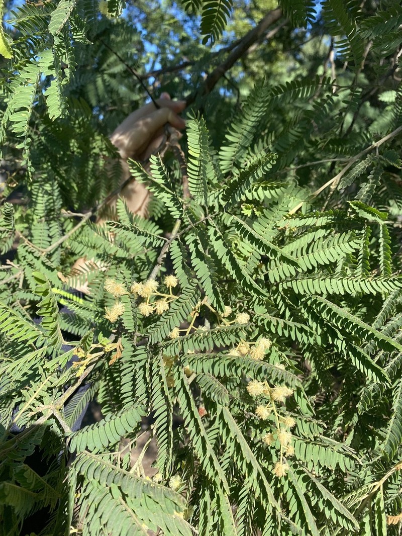 Acacia glaucocarpa photo 2