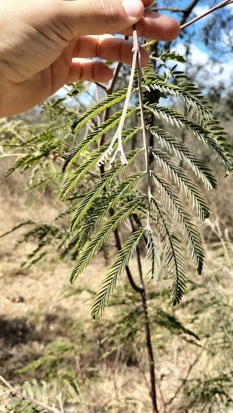 Acacia glaucocarpa photo 3