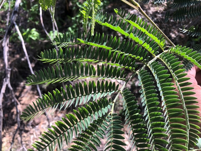 Acacia glaucocarpa photo 4