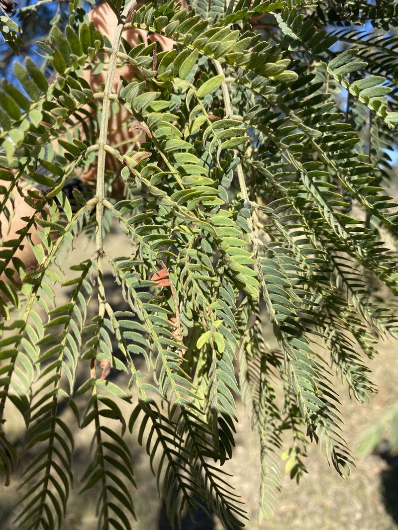 Acacia glaucocarpa photo 5