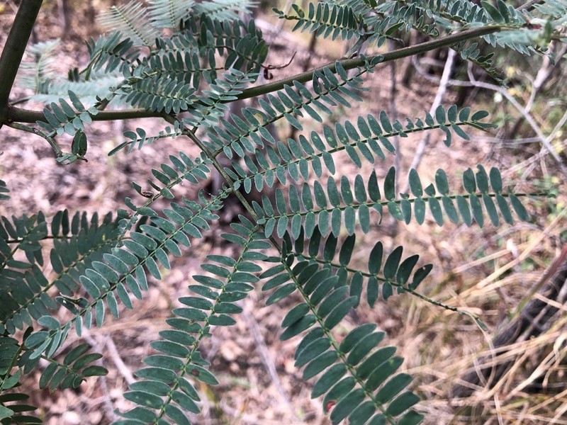 Acacia glaucocarpa photo 6