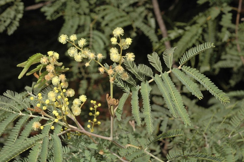 Acacia glaucocarpa