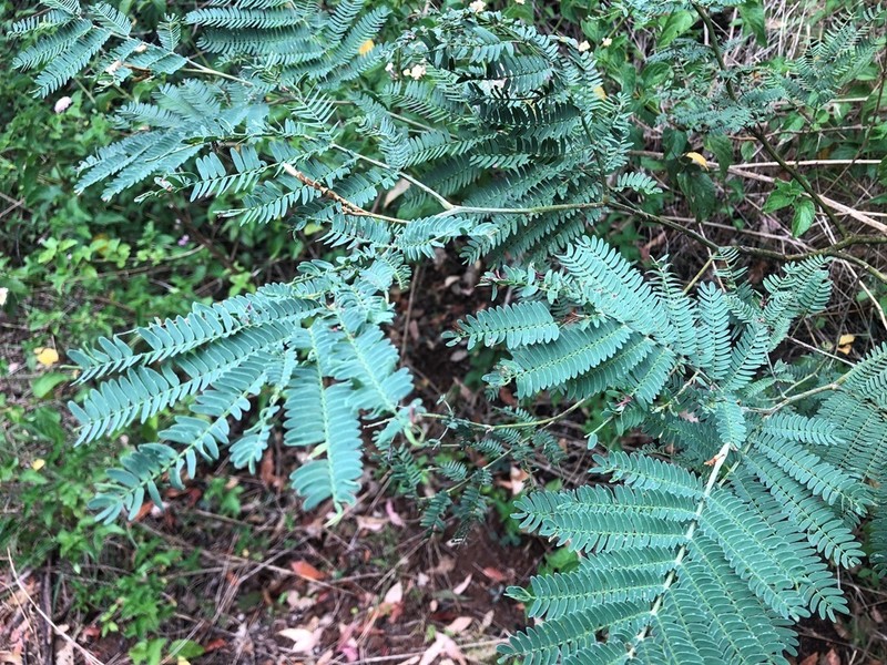 Acacia glaucocarpa photo 8
