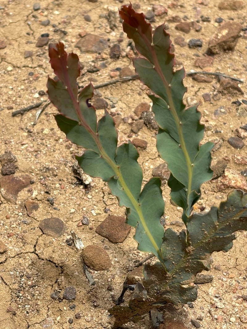Acacia glaucoptera photo 3
