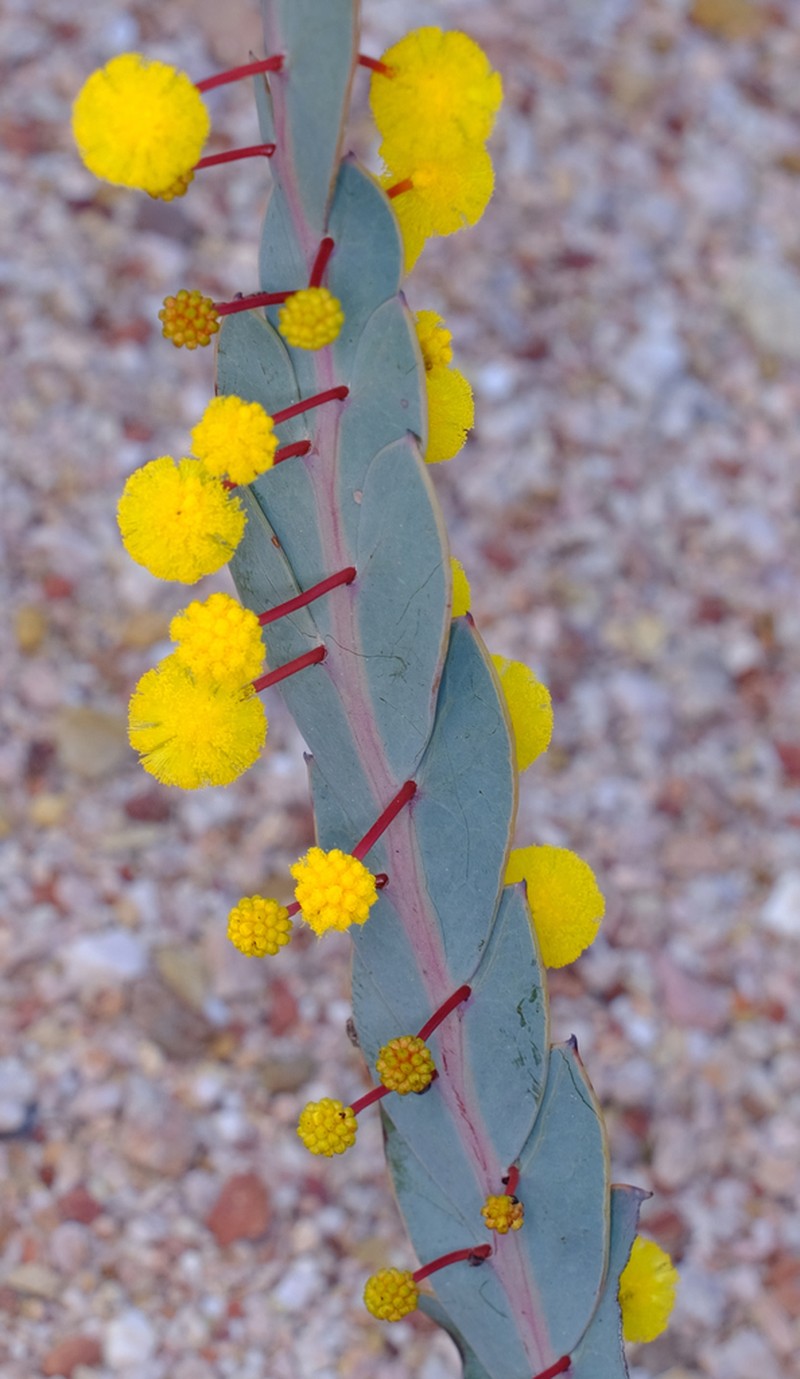 Acacia glaucoptera photo 4
