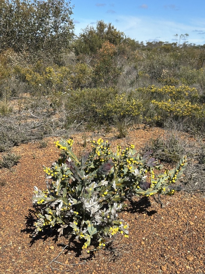 Acacia glaucoptera photo 5