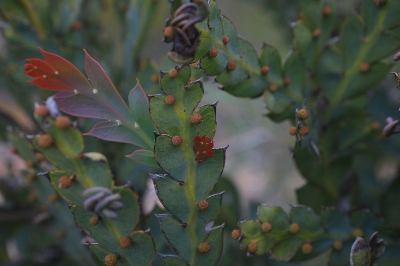 Acacia glaucoptera photo 6