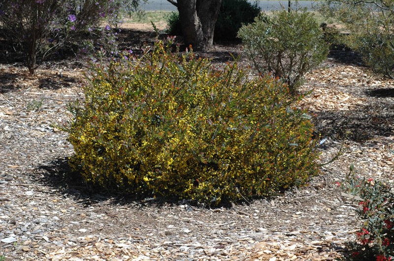Acacia glaucoptera photo 7