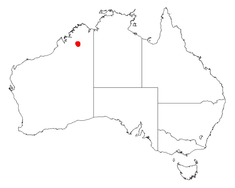 Acacia gloeotricha