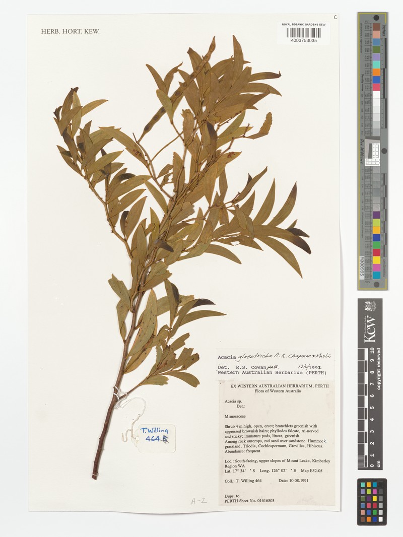 Acacia gloeotricha photo 2
