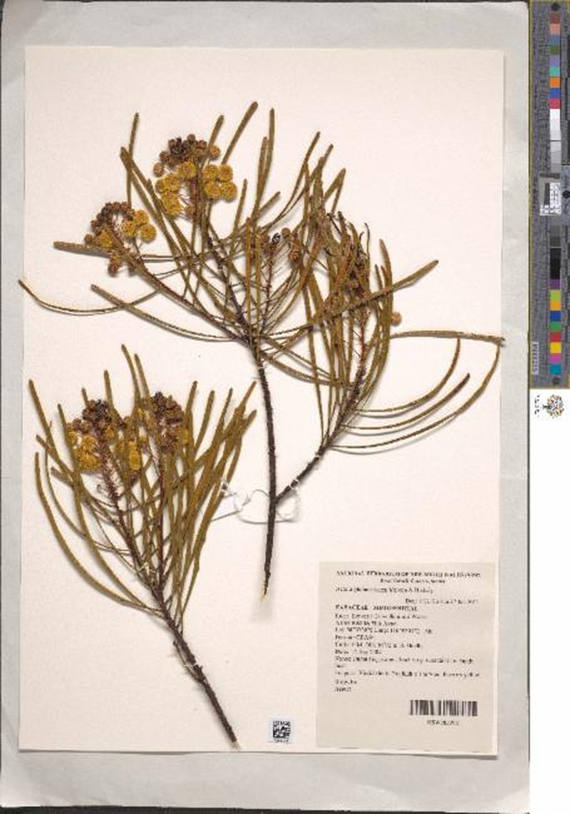 Acacia glutinosissima photo 2