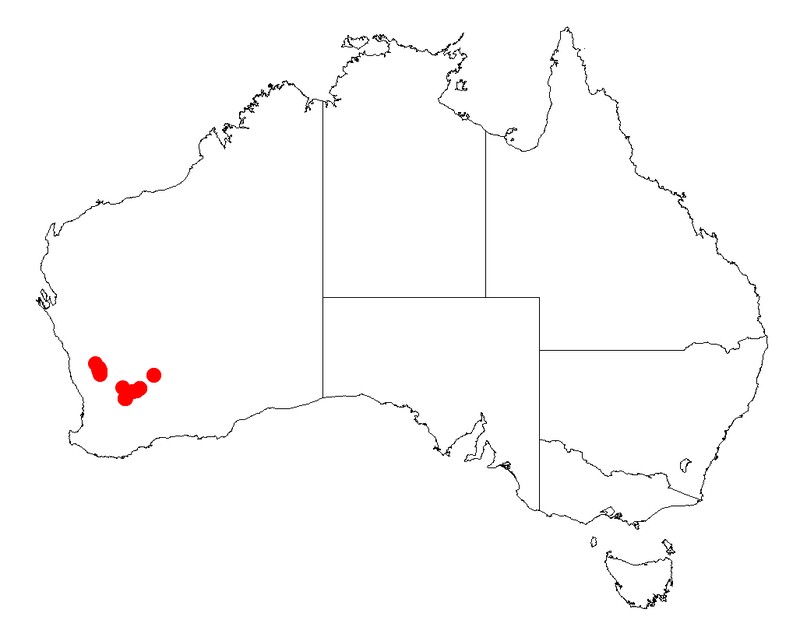 Acacia glutinosissima