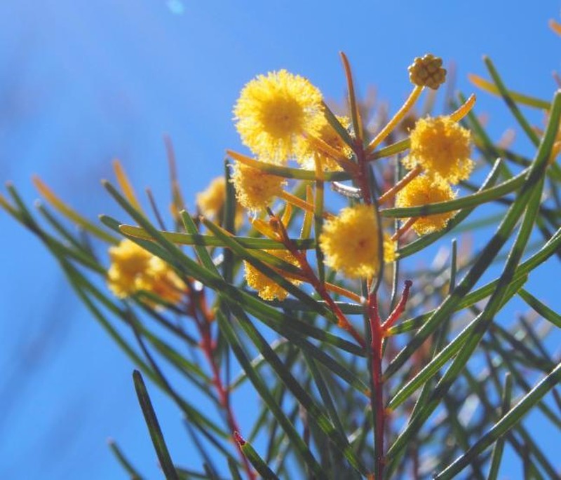 Acacia gnidium photo 3