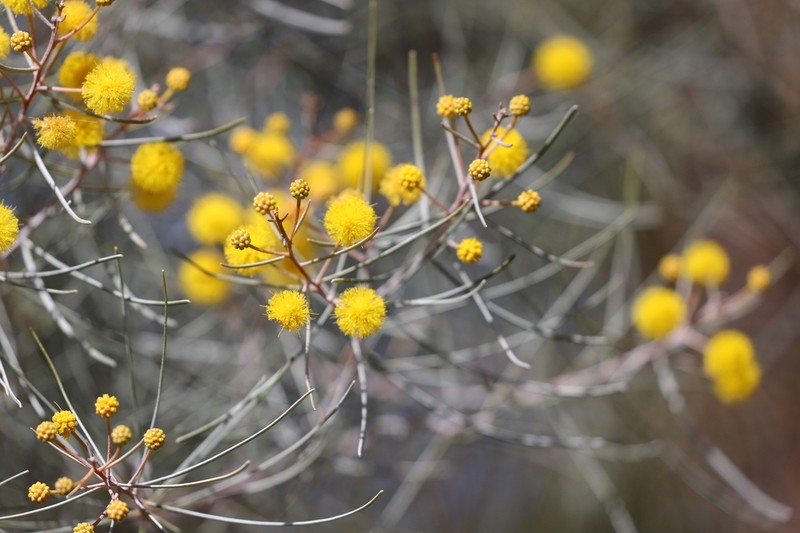 Acacia gnidium photo 2