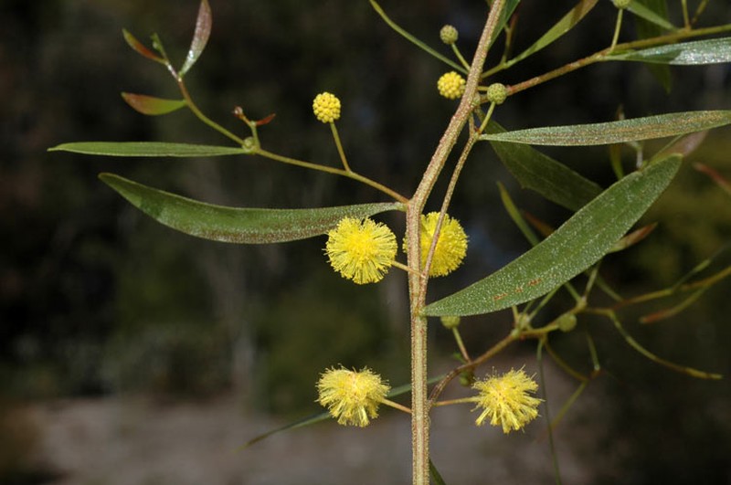 Acacia gnidium