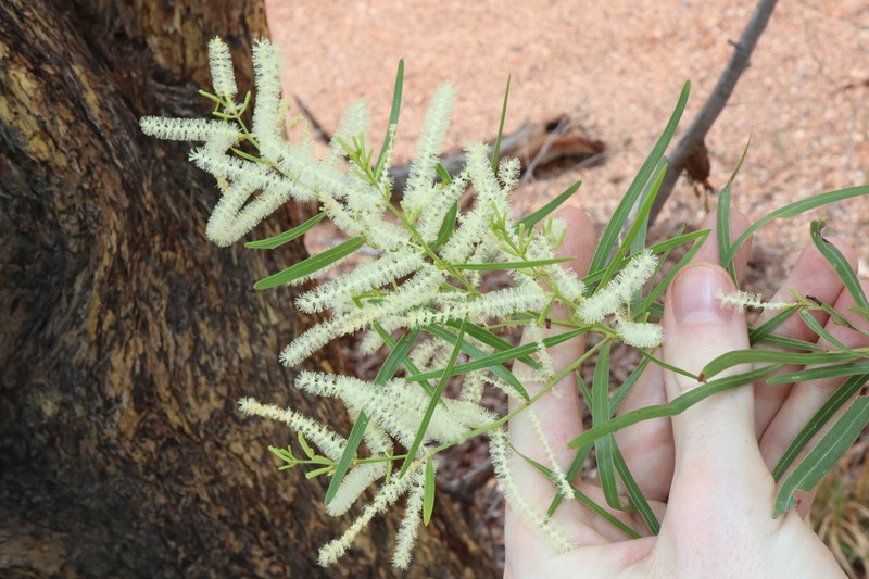 Acacia gonocarpa photo 2