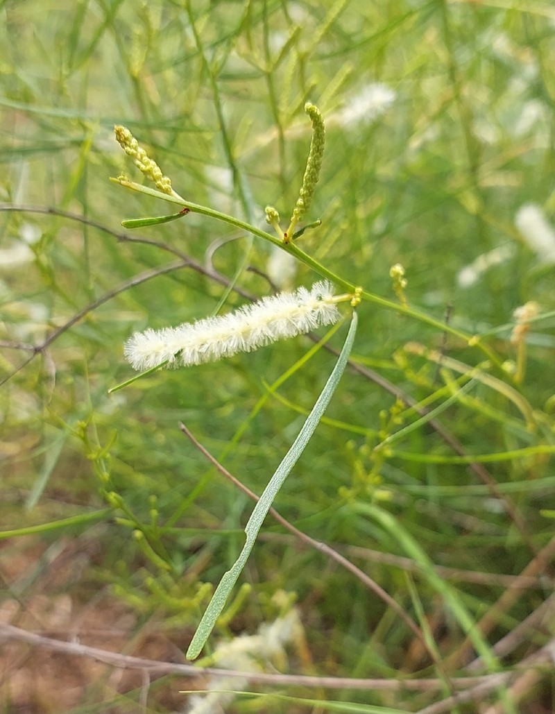 Acacia gonocarpa photo 3