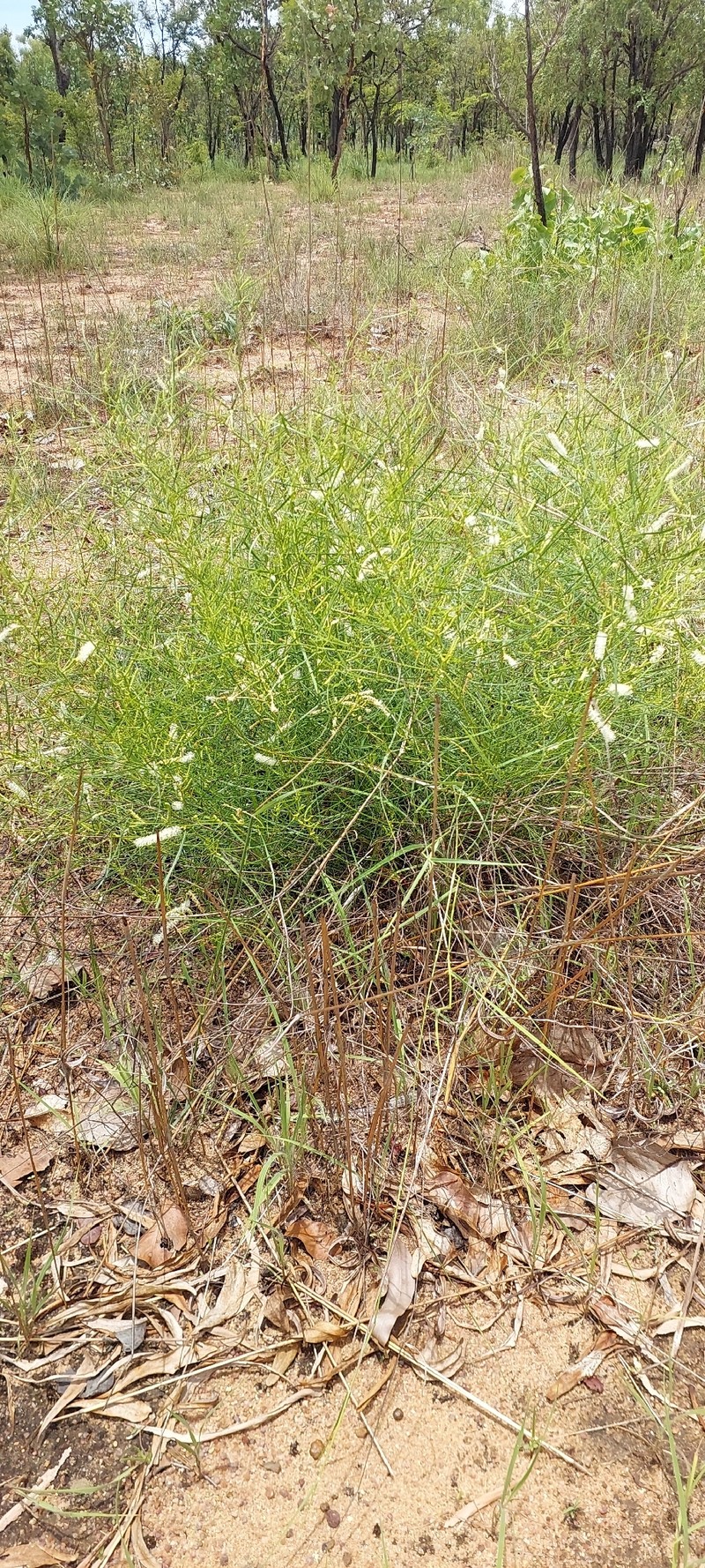 Acacia gonocarpa photo 4
