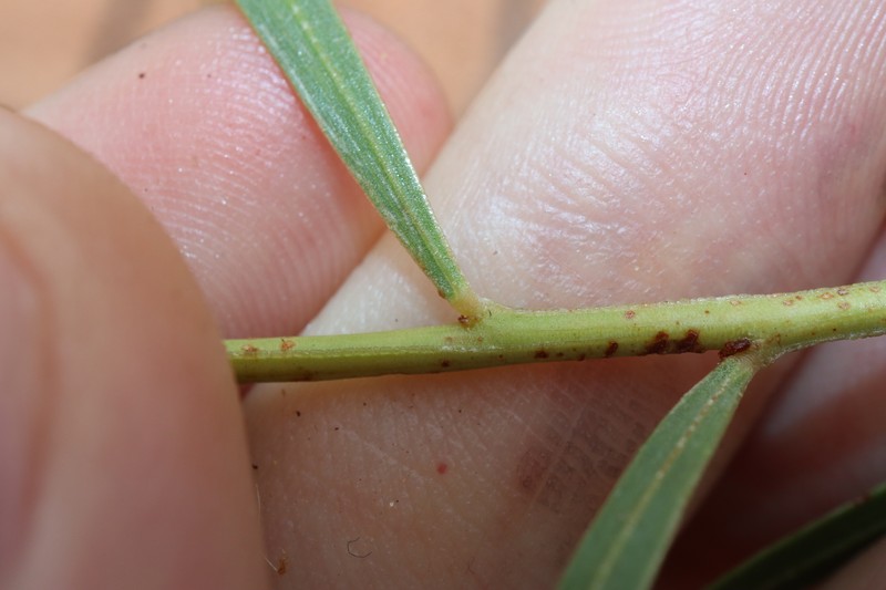 Acacia gonocarpa photo 5