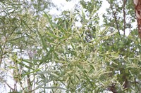 Acacia gonocarpa