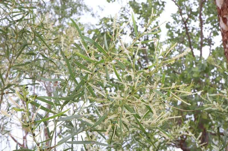 Acacia gonocarpa