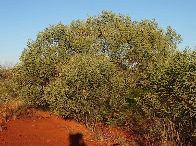 Acacia gonoclada