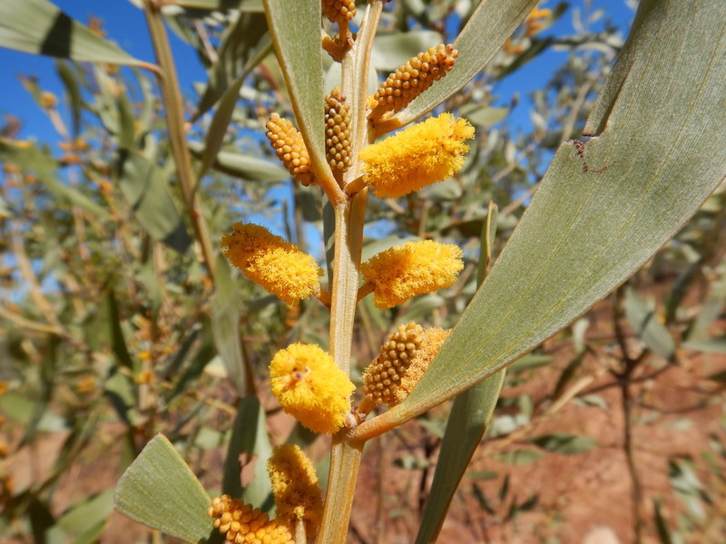 Acacia gonoclada photo 2