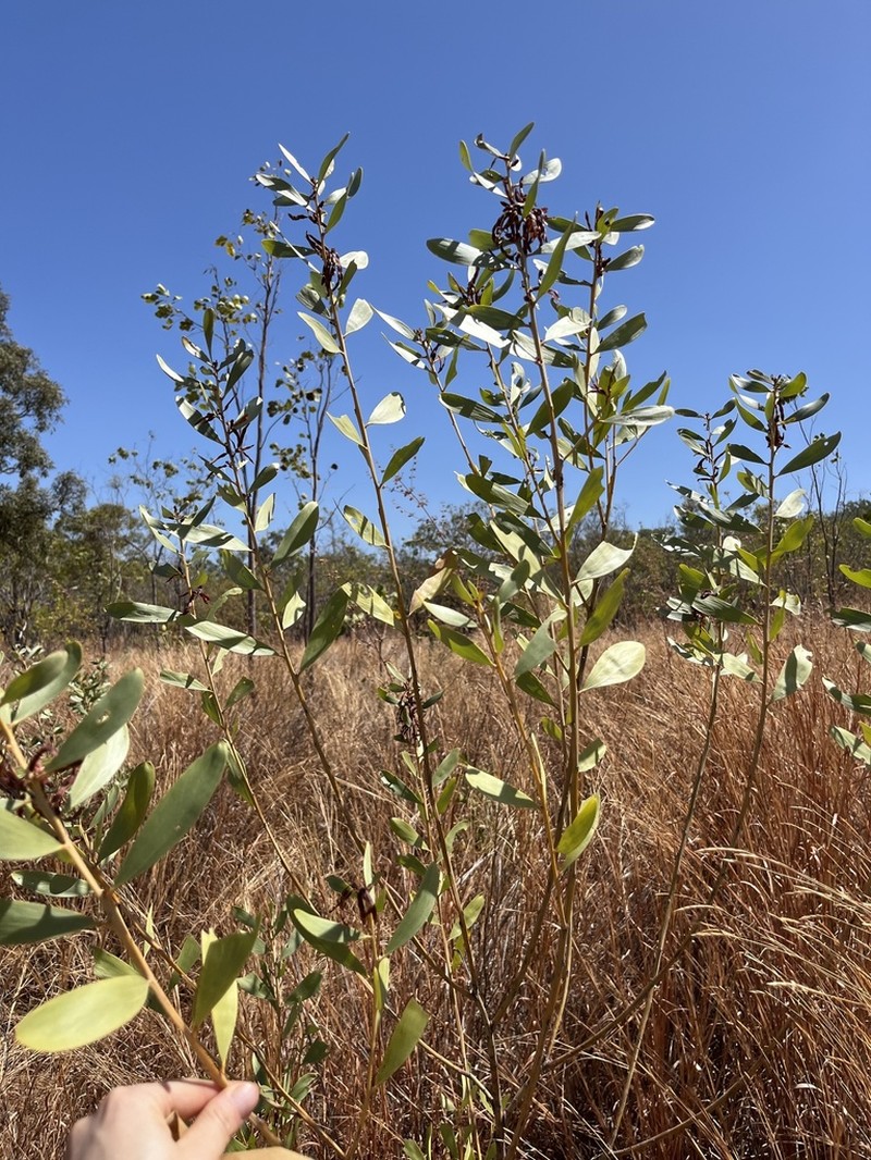 Acacia gonoclada photo 3