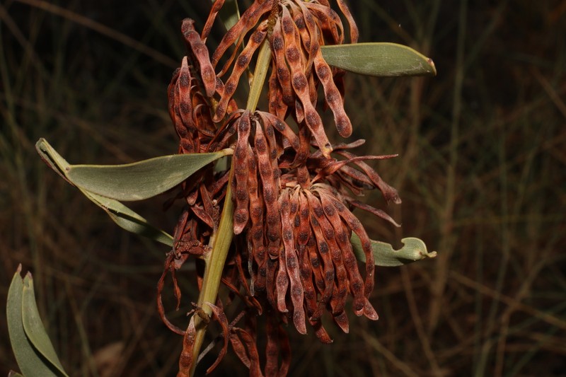 Acacia gonoclada photo 4