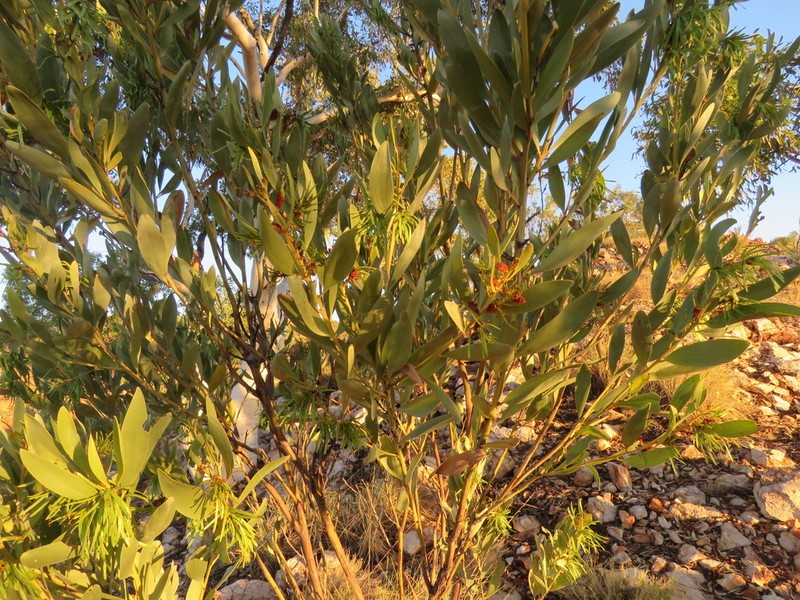 Acacia gonoclada photo 5