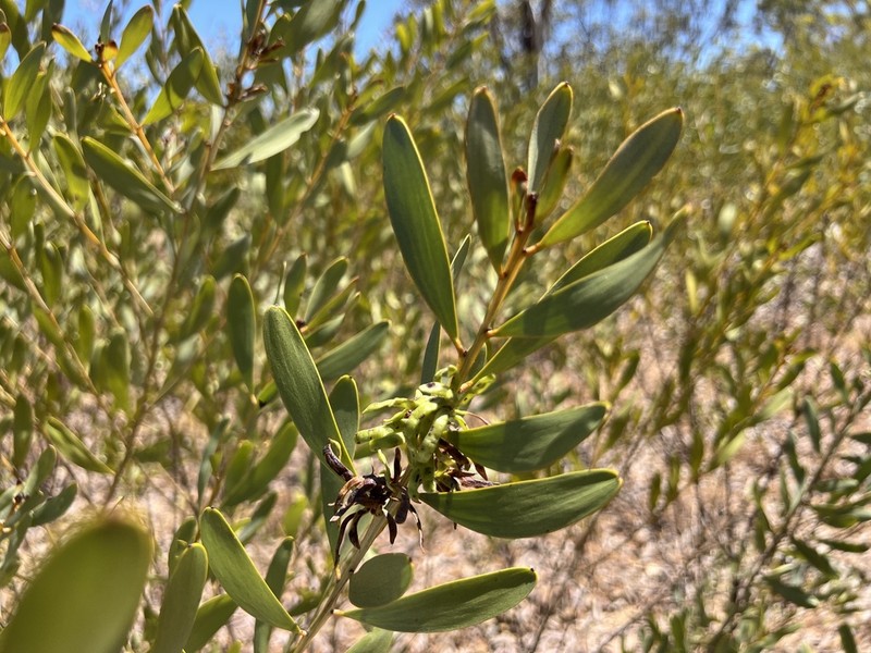 Acacia gonoclada photo 6