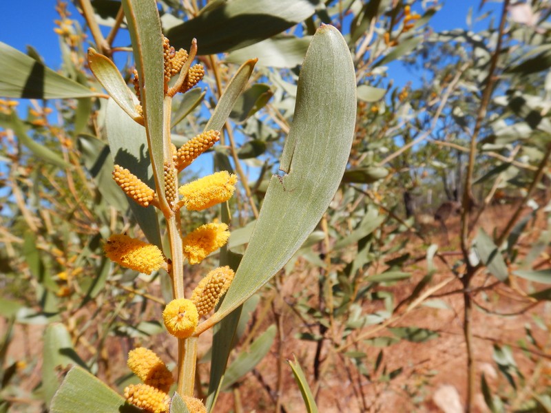 Acacia gonoclada photo 7