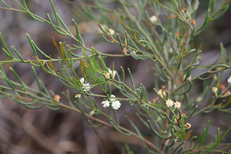 Acacia gonophylla photo 2