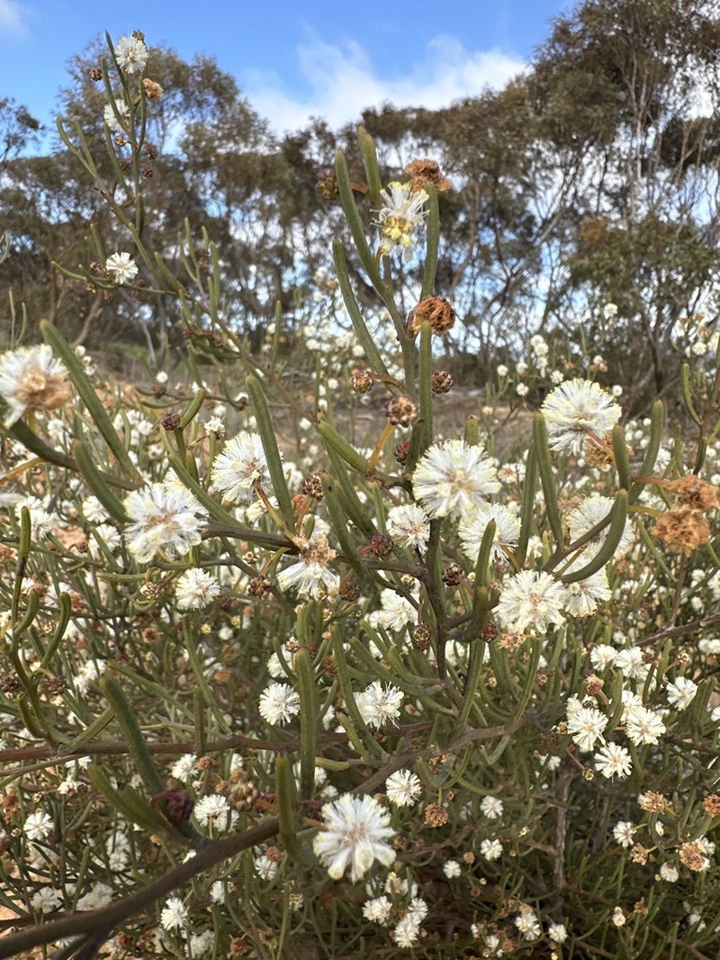 Acacia gonophylla photo 3