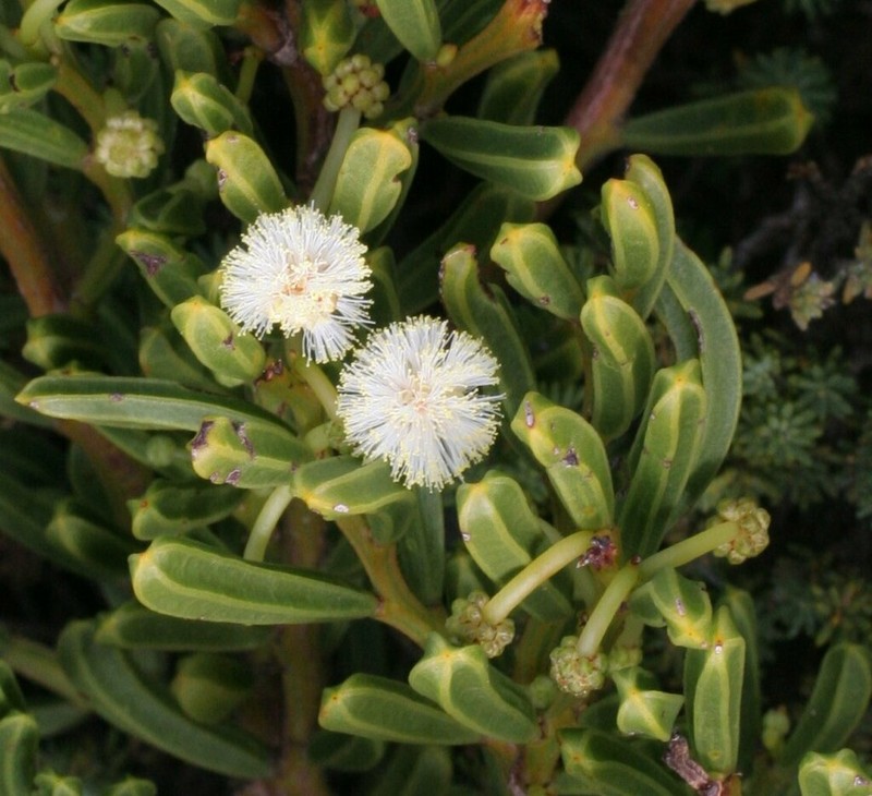 Acacia gonophylla photo 4