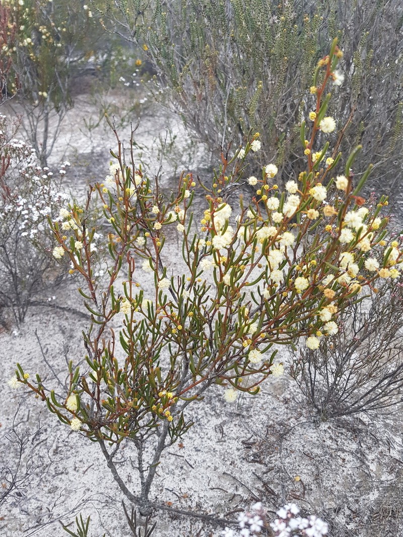 Acacia gonophylla photo 5