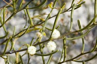 Acacia gonophylla