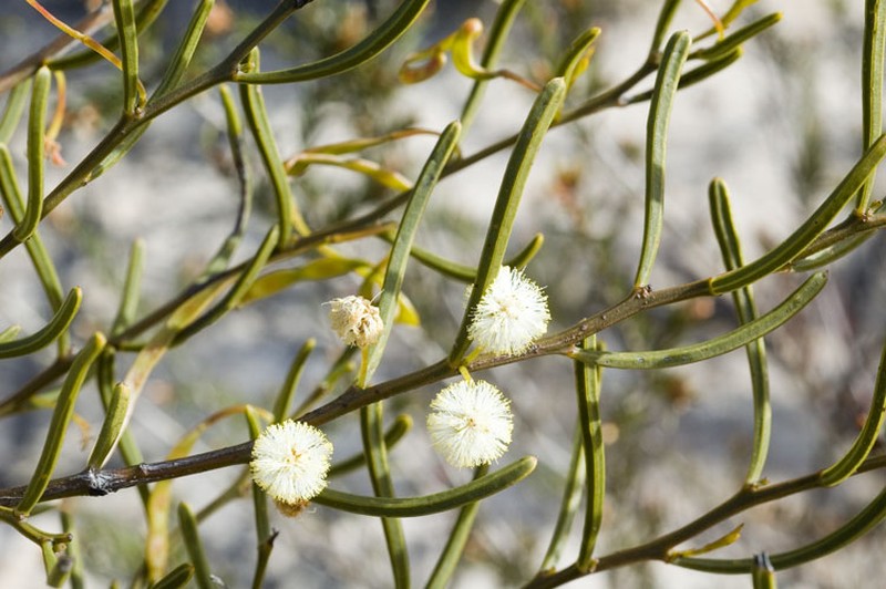 Acacia gonophylla