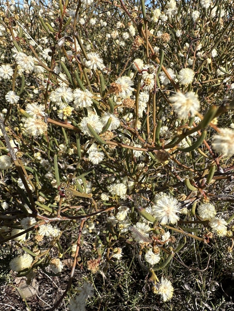 Acacia gonophylla photo 7