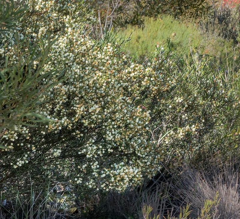 Acacia gonophylla photo 8
