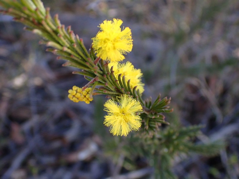 Acacia gordonii photo 2