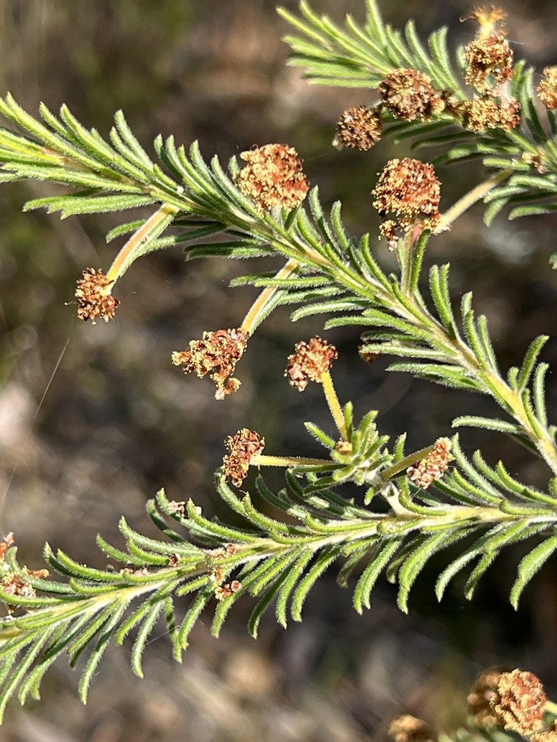Acacia gordonii photo 3