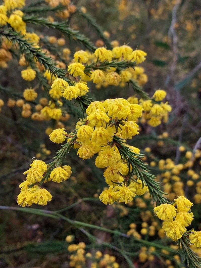 Acacia gordonii photo 4