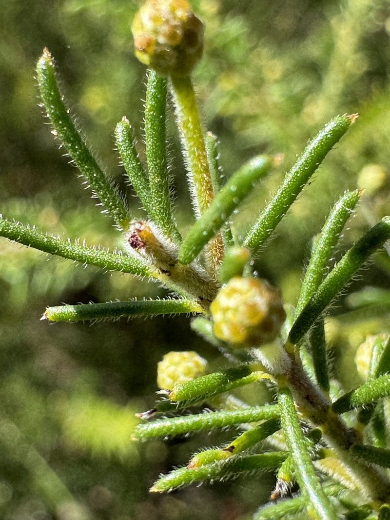 Acacia gordonii photo 5