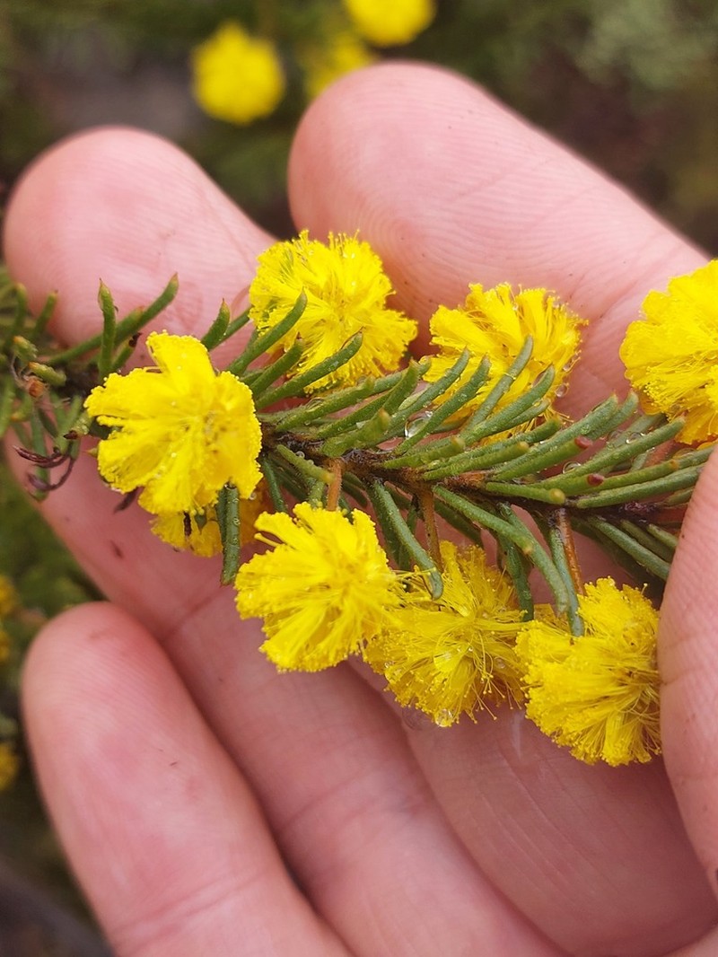 Acacia gordonii photo 6