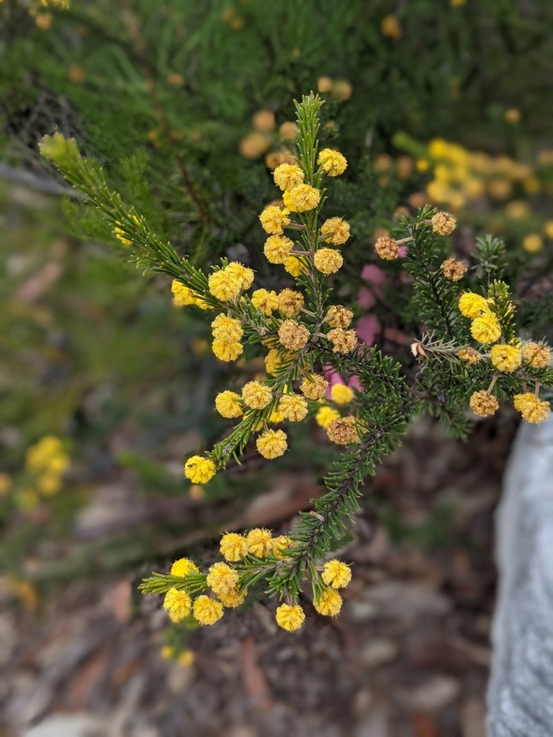 Acacia gordonii photo 7