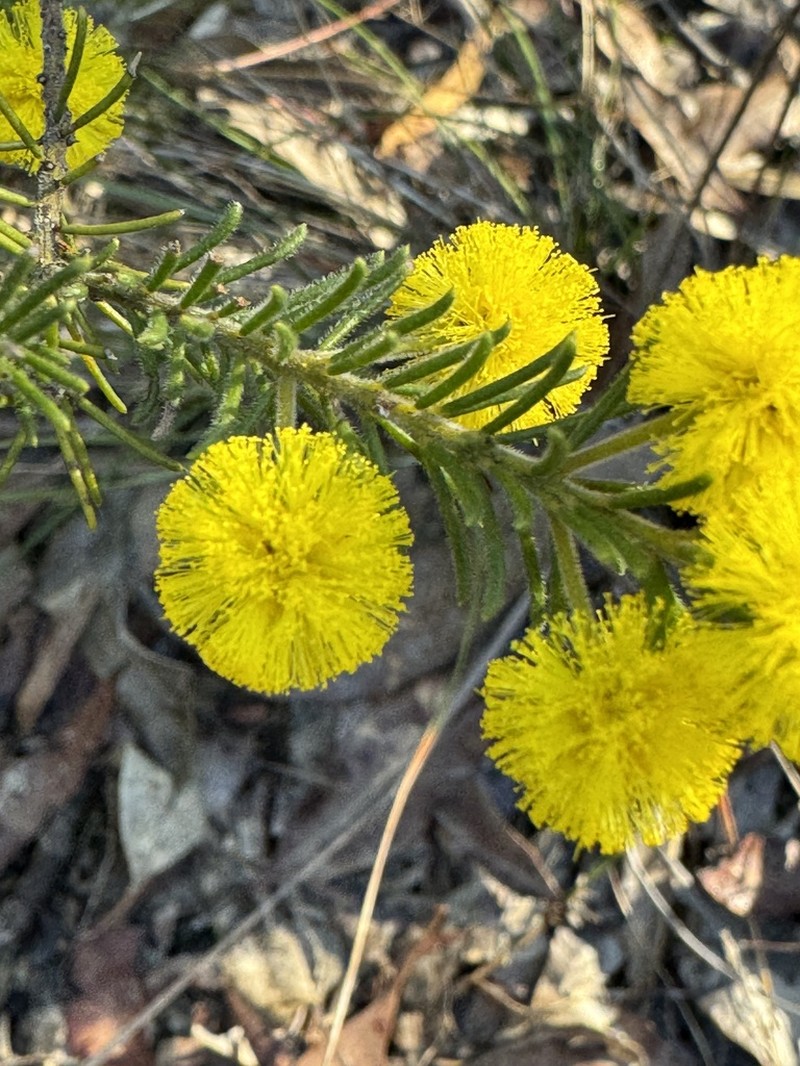 Acacia gordonii photo 8