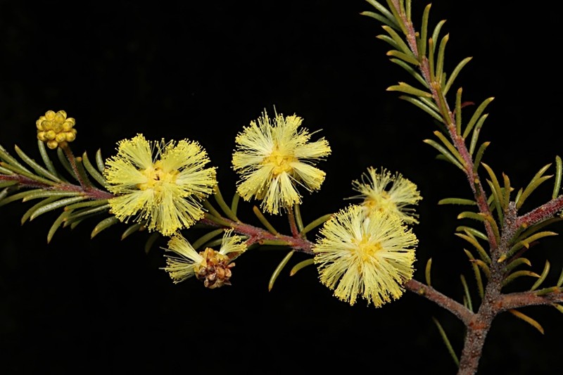 Acacia gordonii