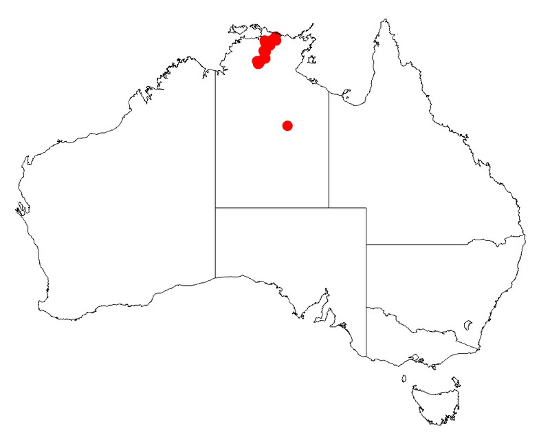 Acacia gracilenta
