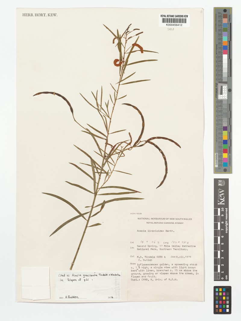 Acacia gracilenta photo 2